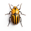 A close Colorado bug represents a unique opportunity to explore the intricate world of native insects Royalty Free Stock Photo