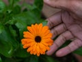 Close Colorful Flower Ooty Park View Trip Photo