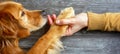 Close connection human hand and dog paw touch in gesture of love and friendship Royalty Free Stock Photo
