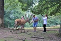 Close contact with animals in the Wildlife park in Daun, Germany