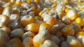 Close Corn kernels background full frame
