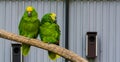 Close couple of two amazon parrots together on a branch, one yellow crowned and one blue fronted amazon, tropical birds from the