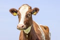 Close cow head shot, a cute and calm red bovine, with white blaze, pink nose and blue background Royalty Free Stock Photo