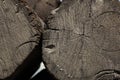 Close cracked grain stump texture wood