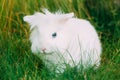 Close Cute Dwarf Decorative Miniature White Fluffy Rabbit Bunny