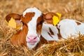 Close cute young calf lies in straw. calf lying inside dairy farm in the barn. New born calf Royalty Free Stock Photo