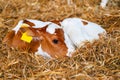 Close cute young calf lies in straw. calf lying inside dairy farm in the barn. New born calf Royalty Free Stock Photo