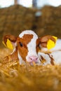 Close cute young calf lies in straw. calf lying inside dairy farm in the barn. New born calf