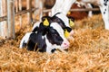 Close cute young calf lies in straw. calf lying inside dairy farm in the barn. New born calf