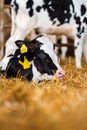 Close cute young calf lies in straw. calf lying inside dairy farm in the barn. New born calf