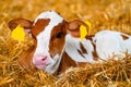 Close cute young calf lies in straw. calf lying inside dairy farm in the barn. New born calf