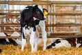 Close cute young calf lies in straw. calf lying inside dairy farm in the barn. New born calf Royalty Free Stock Photo