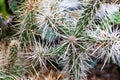 Close of a Cylindropuntia. Arrid cactus with long white spines and cracked green flesh. Royalty Free Stock Photo