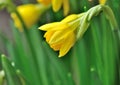 Close on daffodil on green background