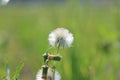 Close Dandelion Flower Center Frame Broad