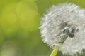 Close on a dandelion on green background