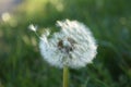 Close dandelion seed head Royalty Free Stock Photo