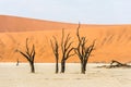 Close dead dry trees of DeadVlei valley at Namib desert Royalty Free Stock Photo