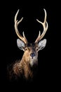 Close Deer portrait on black background