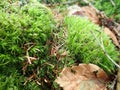 detai od a green moss in the wood Royalty Free Stock Photo