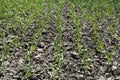 Fresh green garlic plants growing in rows Royalty Free Stock Photo