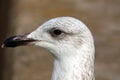 Juvenile Yellow-legged Gull