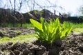 Monk`s rhubarb leaves in the backyard Royalty Free Stock Photo