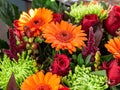 Daisy, Drops, Bouquet, Flowers, Plants, Macro