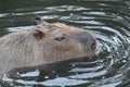 Close detail photo of capybaras swimming Royalty Free Stock Photo