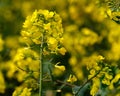Close detail of Rapeseed plant head in farmers field. UK. Royalty Free Stock Photo