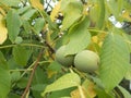 Detail of a wallnut on a tree