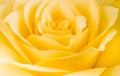 Close detail of a yellow rose flower Royalty Free Stock Photo