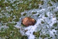 Close detailed shot of a brown leaf in melting snow
