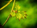 New spring leaves on branch within forest