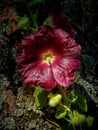 Single wild flower against deep textured tree bark