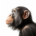 Innovative Close-up Portrait Of A Chimpanzee In Photo-realistic Style Royalty Free Stock Photo