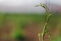 Close details of growing hops. Field of young hops in Slovakia during spring