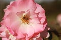 close details of a soft bunch of light pink rose flowers blooming on the bush in a rose garden, Victoria, Australia