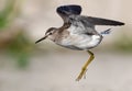 Close distance shot of Wood Sandpiper flying with lifted wings and lowered legs Royalty Free Stock Photo