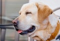 Close dog dog breed Labrador with closed eyes contented Royalty Free Stock Photo