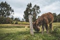 Close Donkey in a meadow in the andea mountains