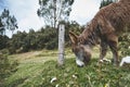 Close Donkey in a meadow in the andea mountains