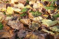 close on dry leaves falling on the ground Royalty Free Stock Photo