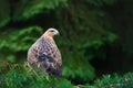 Eagle on branch Royalty Free Stock Photo