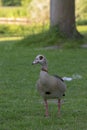 Close Egyptian Goose At Amsterdam The Netherlands 26-6-2020