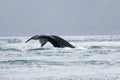 Close encounter with Alaskan humpback whale tale starting fluking