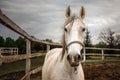 A close encounter with a beautiful white horse. Royalty Free Stock Photo