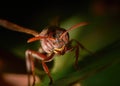 Facing Off with Paper Wasp (Polistes sp.). Macro photography at home backyard Sarawak, Malaysian Borneo