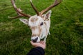 Close encounter with a deer Royalty Free Stock Photo