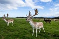 Close encounter with a deer Royalty Free Stock Photo